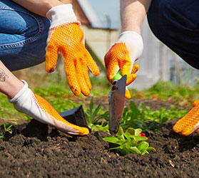 Planting close-up