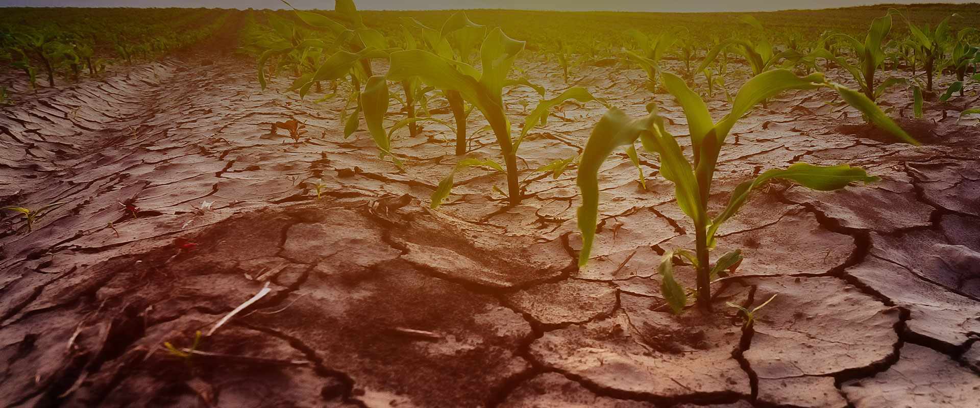 Farm process and support