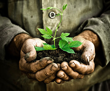 Young plant in soil